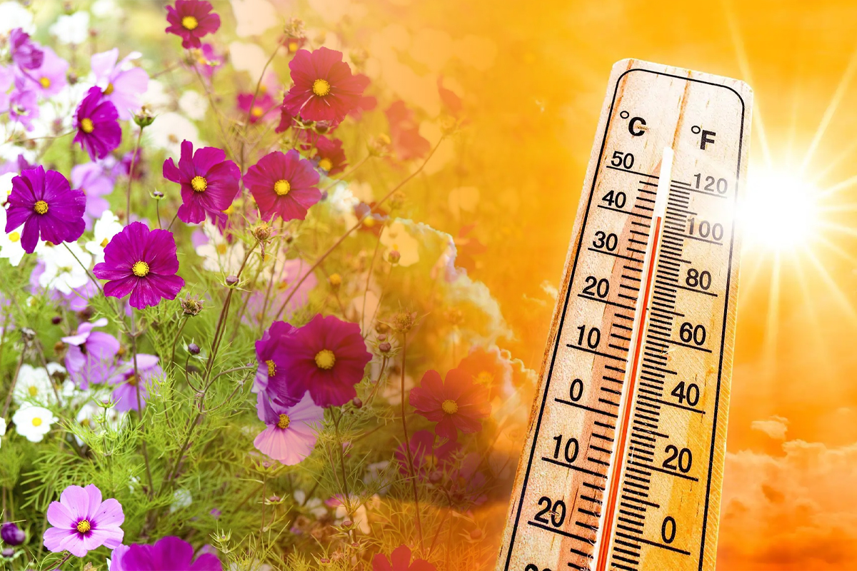 Amestecul puternic care protejează florile de caniculă