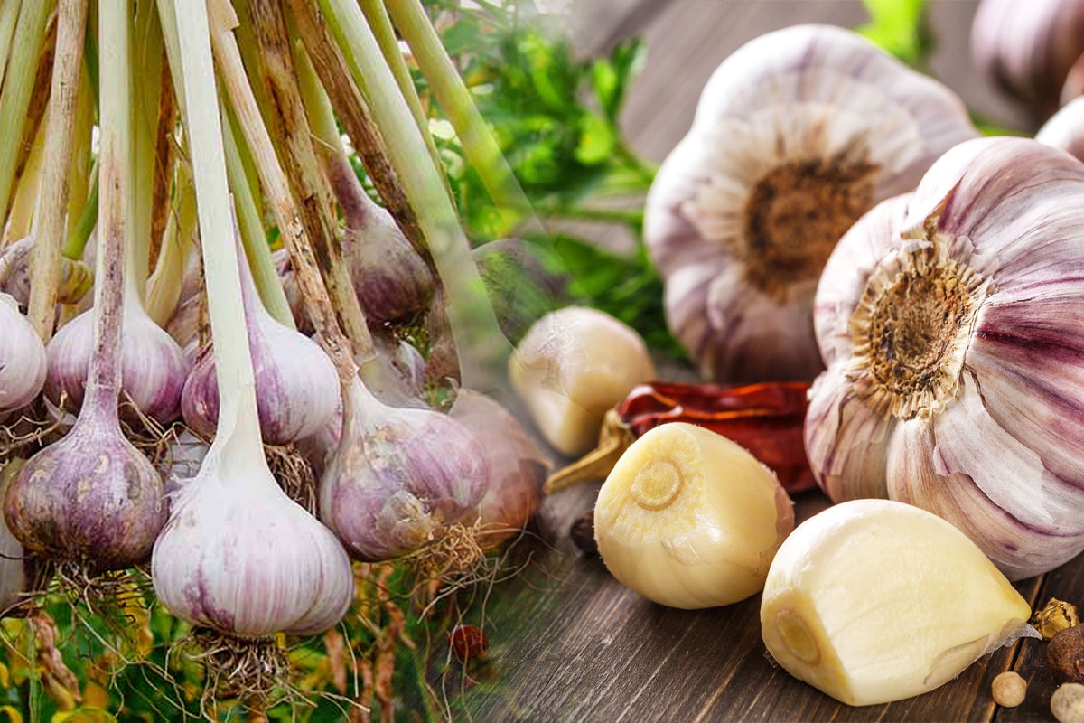 Când se scoate usturoiul din pământ