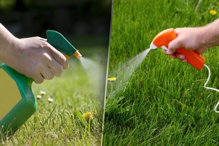 Care este cel mai bun erbicid natural. Soluția secretă care îți salvează grădina de buruieni și dăunători, puțini au aflat de ea