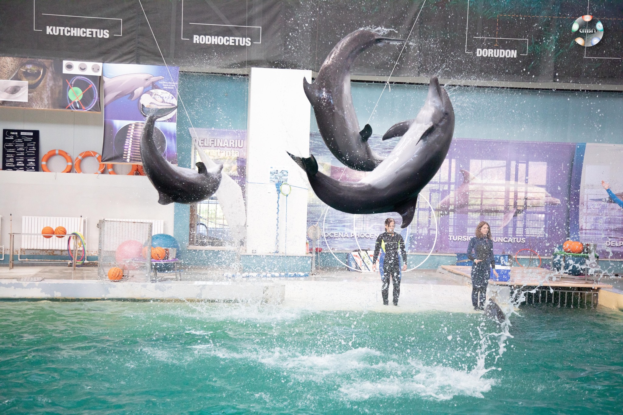 Cât costă intrarea la Delfinariu din Constanța în 2023 1