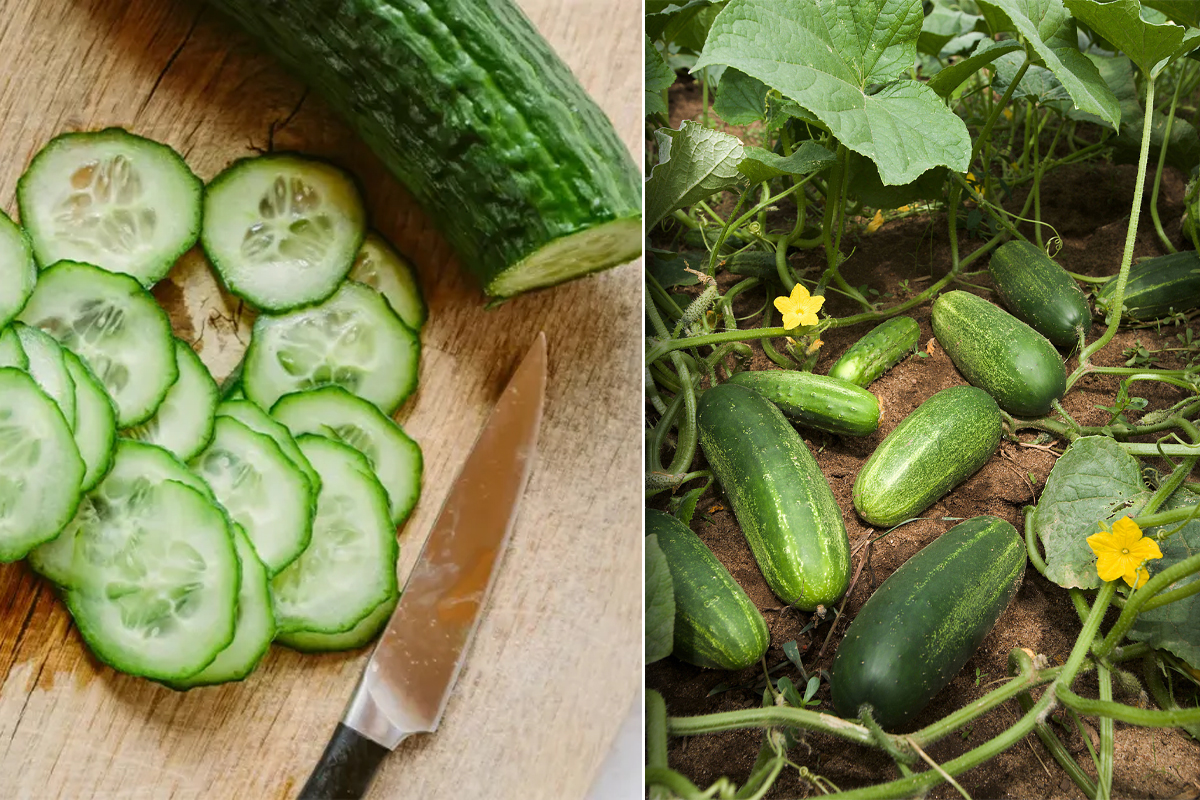 Cât de des se udă castraveții vara