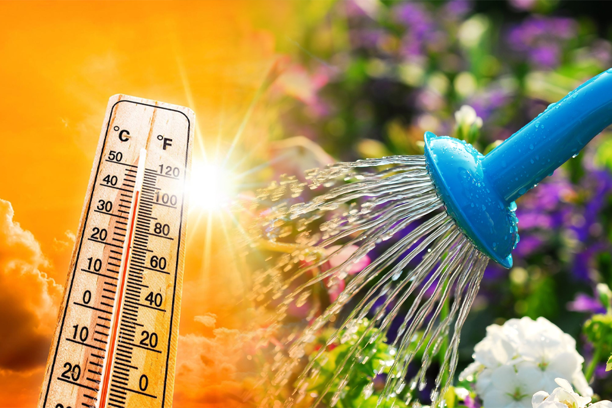 Cat de des se uda plantele pe timp de canicula. Asa se ingrijesc de fapt corect, vor arata spectaculos