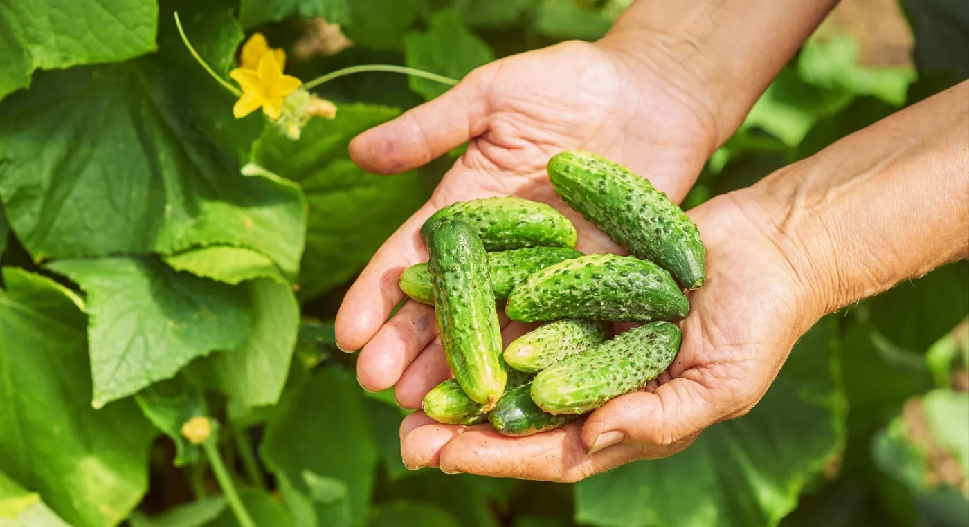 Cata sare se pune la castravetii murati