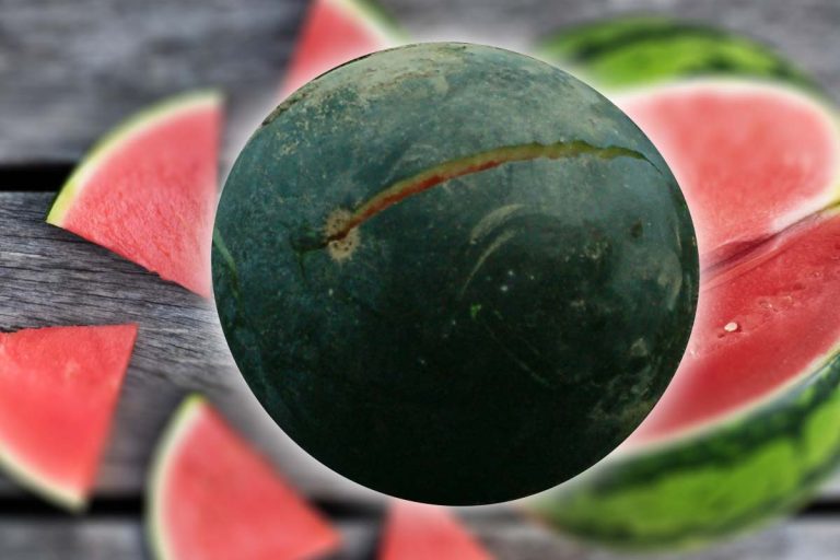 Cum îți dai seama dacă pepenele este dulce fără să îl tai. Trucul care nu dă greș