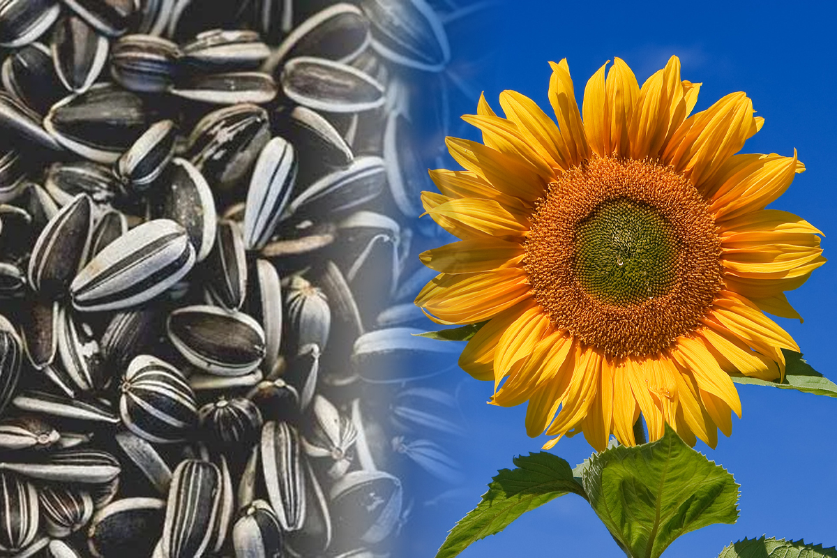 Ce se intampla in corpul tau daca mananci des seminte de floarea soarelui. Efectele nebanuite