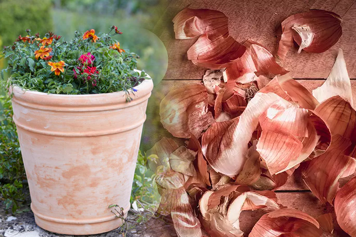 Ce se petrece de fapt daca pui coji de ceapa in ghiveciul cu flori. Trucul surprinzator al anului, trebuie sa-l incerci
