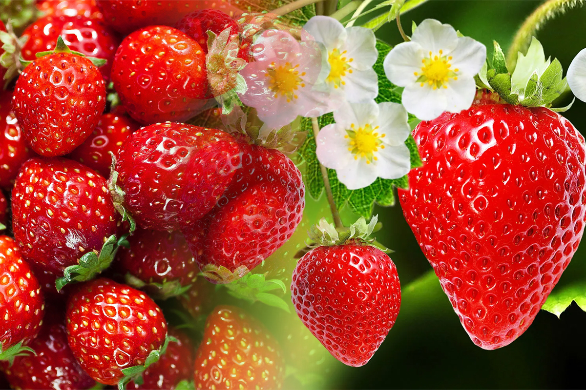 Ce sunt punctele albe de pe căpșune