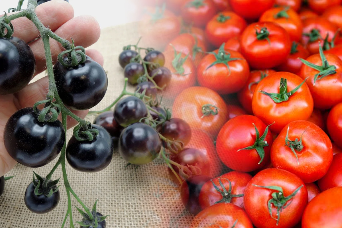 Ce trebuie sa faci daca rosiile devin negre. Remediul excelent pentru putrezirea varfurilor la rosii