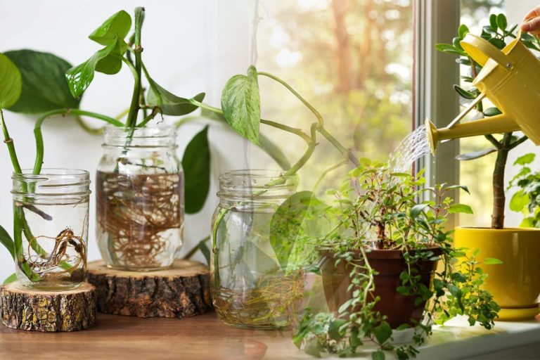 Cea mai eficientă metodă prin care să uzi florile când ești în concediu. Nu trebuie să apelezi la vecini