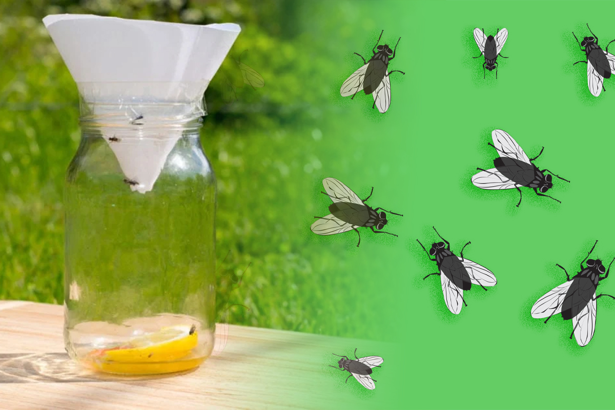 Cea mai ieftină și eficientă capcană pentru muște făcută în casă