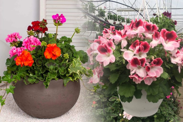 Cel mai bun ghiveci pentru mușcate. Trucul care împiedică apariția bolilor la plante