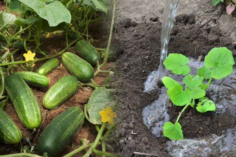 Cu ce să stropești castraveții din grădină pentru o recoltă mai bogată. Tratamentul banal și eficient cu efecte uimitoare