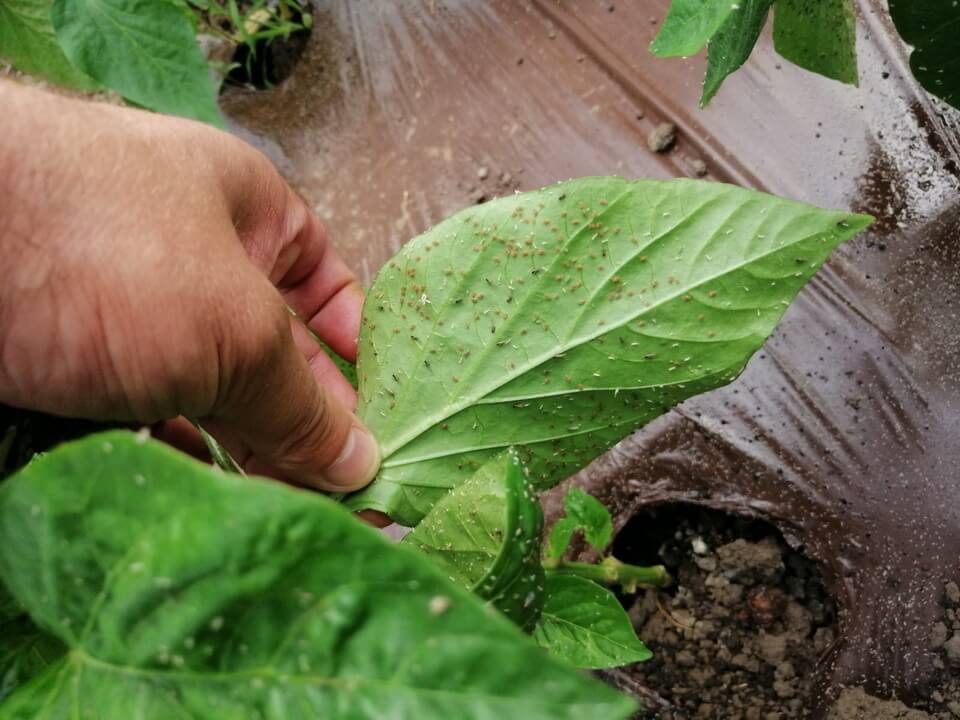 Cu ce să stropești în grădină pentru a scăpa de dăunători. Amestecul extraordinar care rezolvă problema