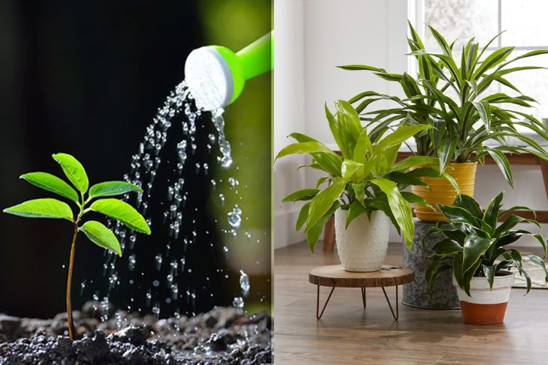 Cu ce să stropești plantele pentru o înflorire spectaculoasă. Amestecul special pentru o grădină superbă