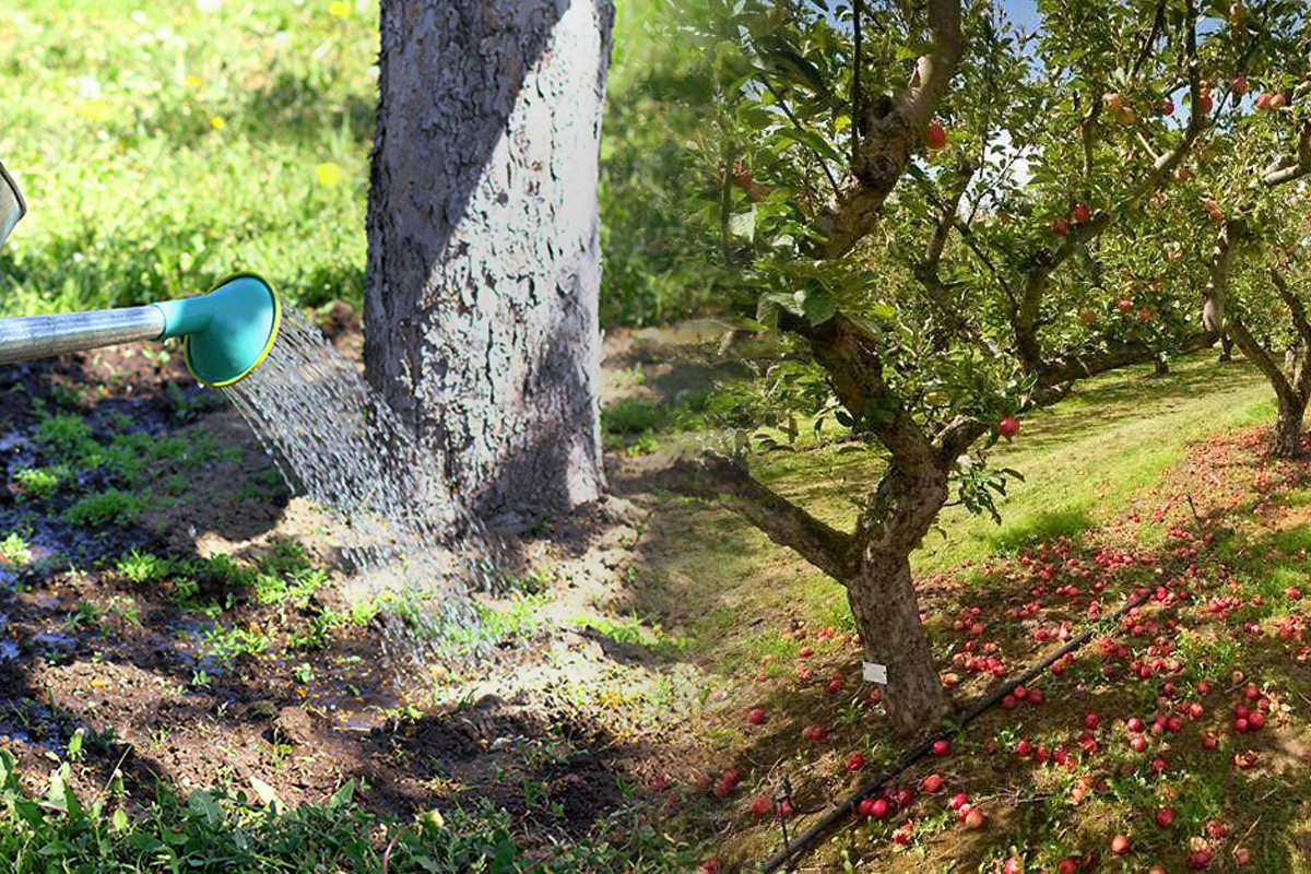 Cu ce sa stropesti pomii din livada pentru o recolta bogata. Asa vei avea fructe din belsug la toamna