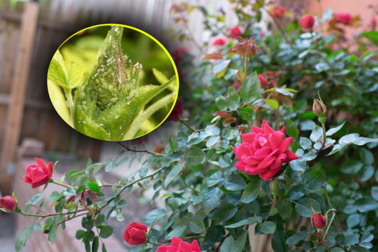 Cel mai bun tratament pentru făinare la trandafiri. În ce moment al zilei trebuie stropiți, mulți români greșesc