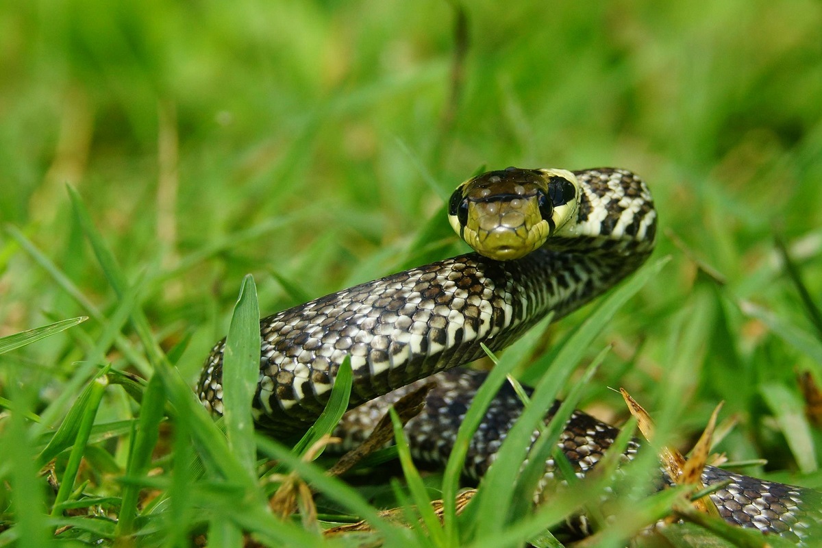 Cum alungi șerpii de lângă casă