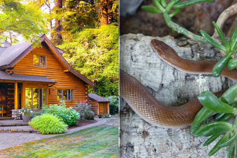 Cum alungi șerpii de lângă casă. Amestecul banal pe care trebuie să îl presari prin curte. Te scapă definitiv de această problemă