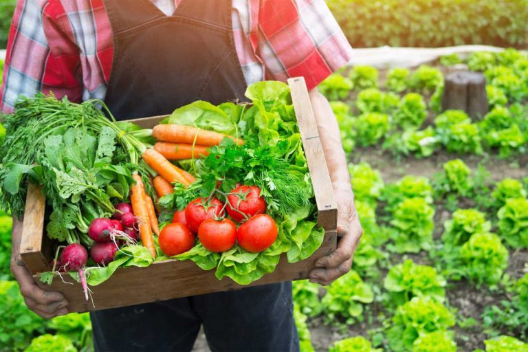 Ce să plantezi în august în grădină. Legumele care se coc frumos până toamna târziu