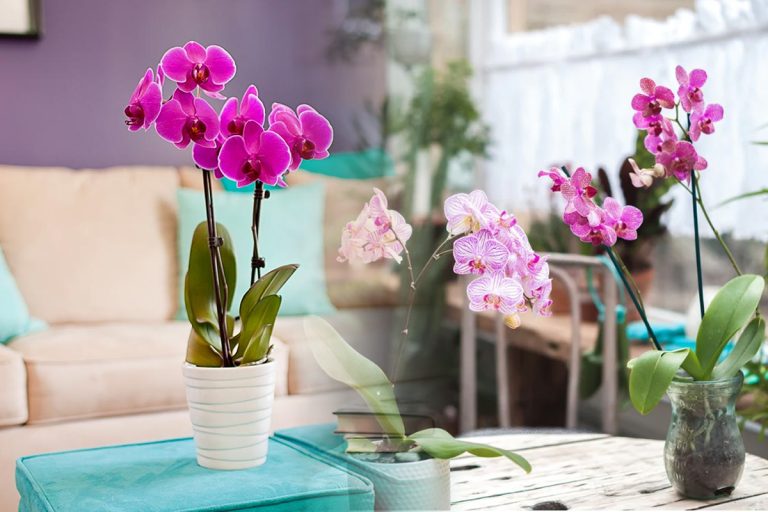 Cum alegi corect ghiveciul pentru orhidee. Așa va înflori și se va dezvolta armonios