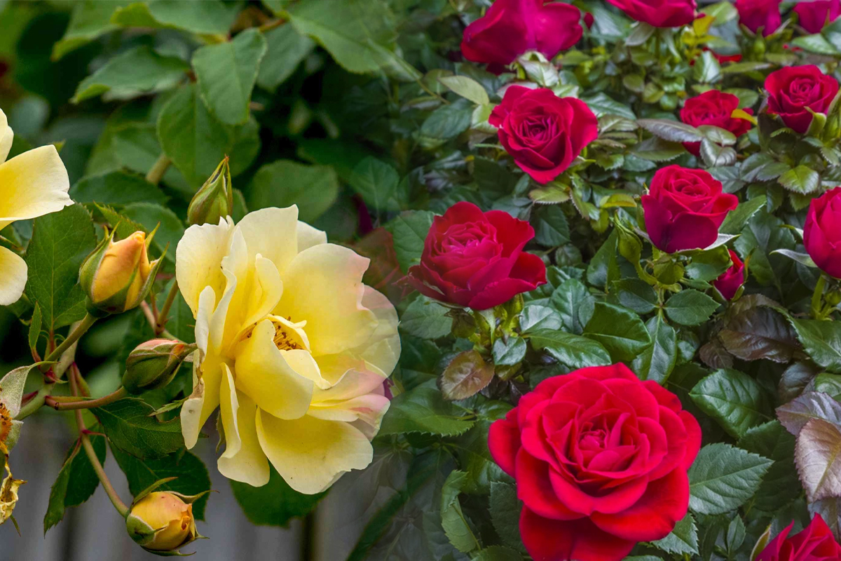 Cum sa ai trandafiri cu adevarat spectaculosi toata vara. Cele mai tari trucuri pentru o gradina colorata