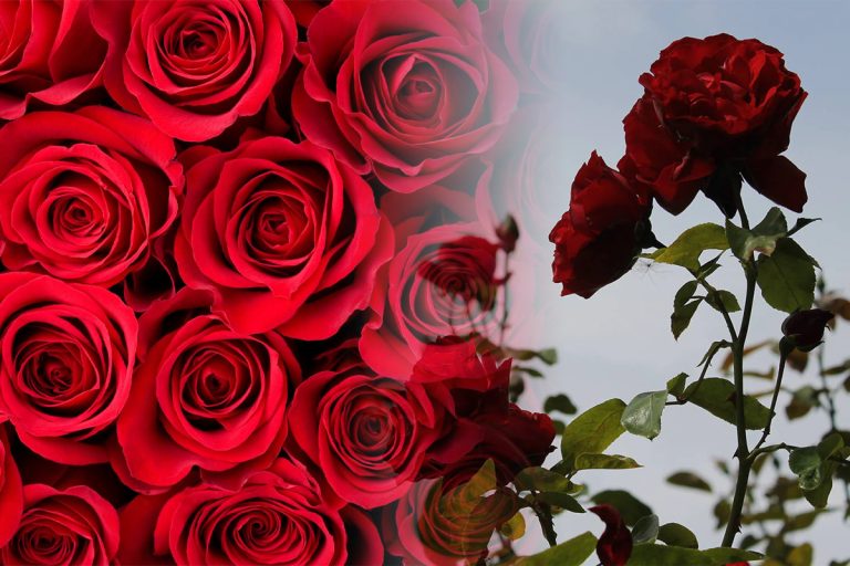 Cum să ai trandafiri înfloriți toată vara. Secretul la care apelează grădinarii cu experiență