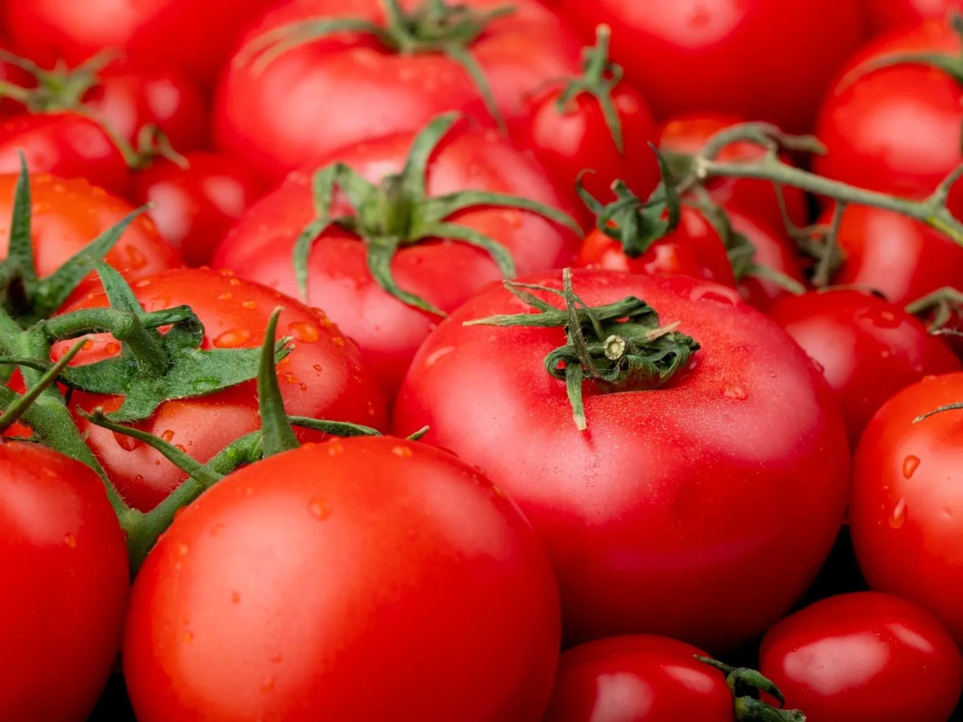 Cum sa obtii rosii mari si gustoase