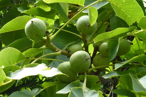 Cum se face dulceata de nuci 1