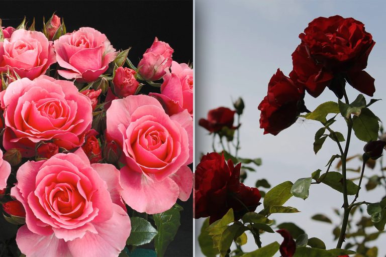 Cum se îngrijesc de fapt trandafirii în luna iulie. Greșeala banală pe care trebuie să o eviți pentru a avea o grădină superbă