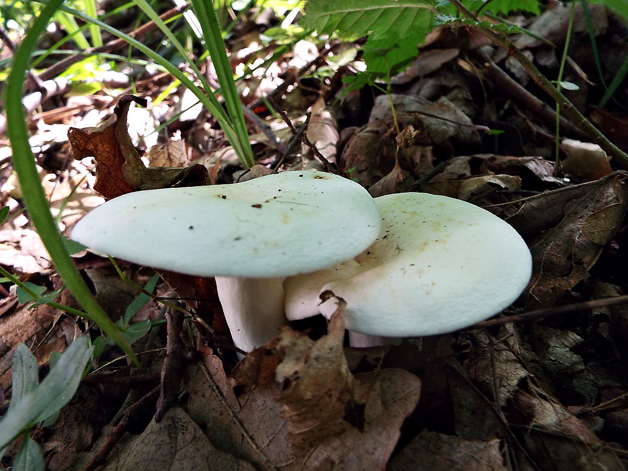 Cum se prepară bureții iuți