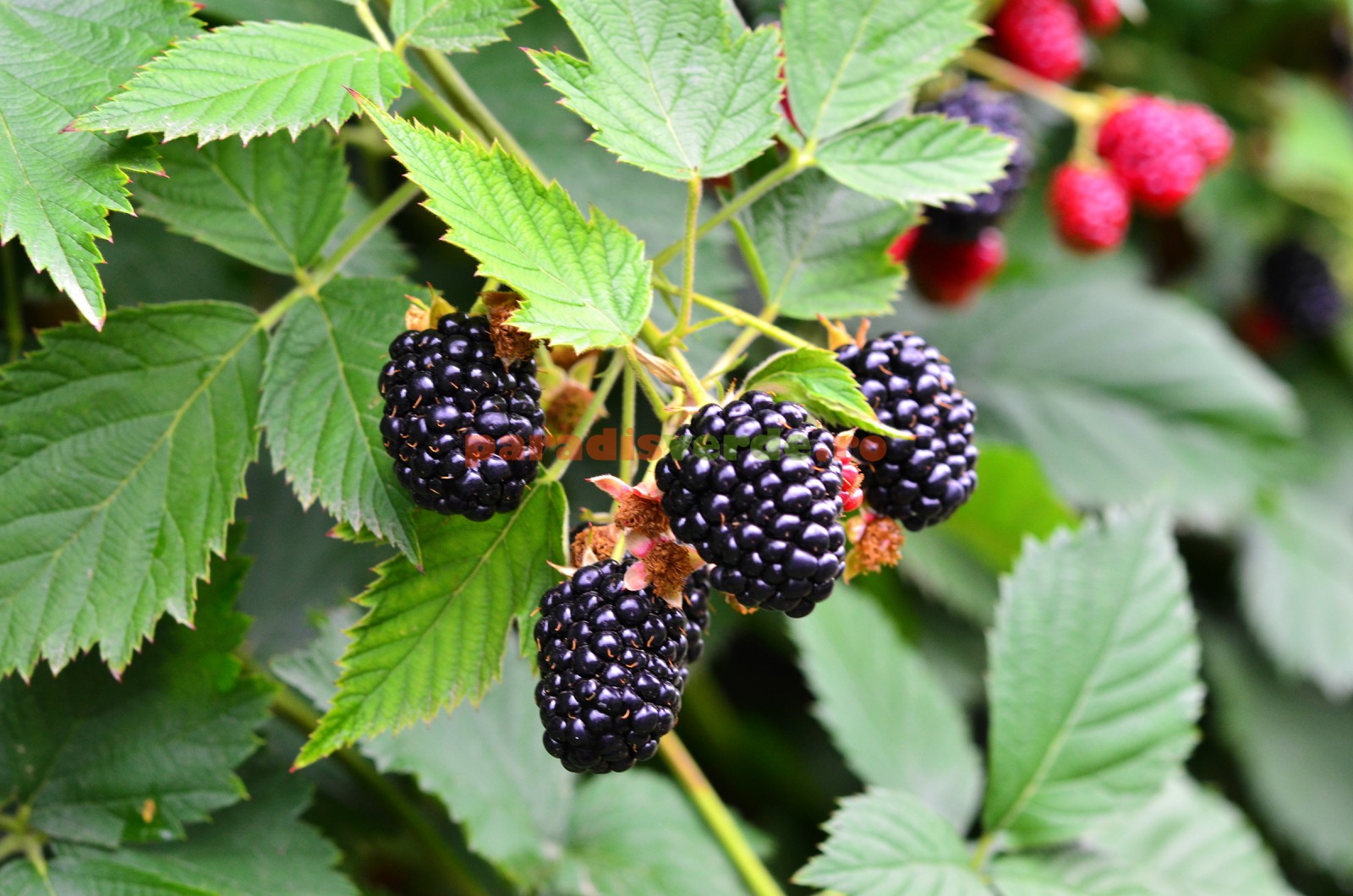 Cum se prepară dulceața de mure