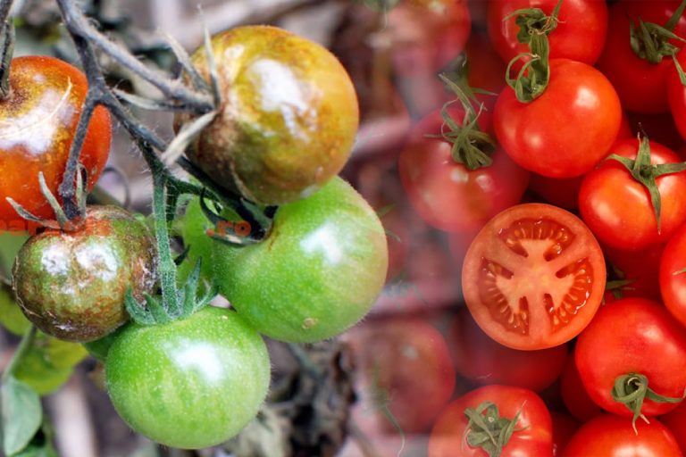 De ce se înnegresc roșiile în grădină. Ce poți face de fapt, tratamentul care le poate salva