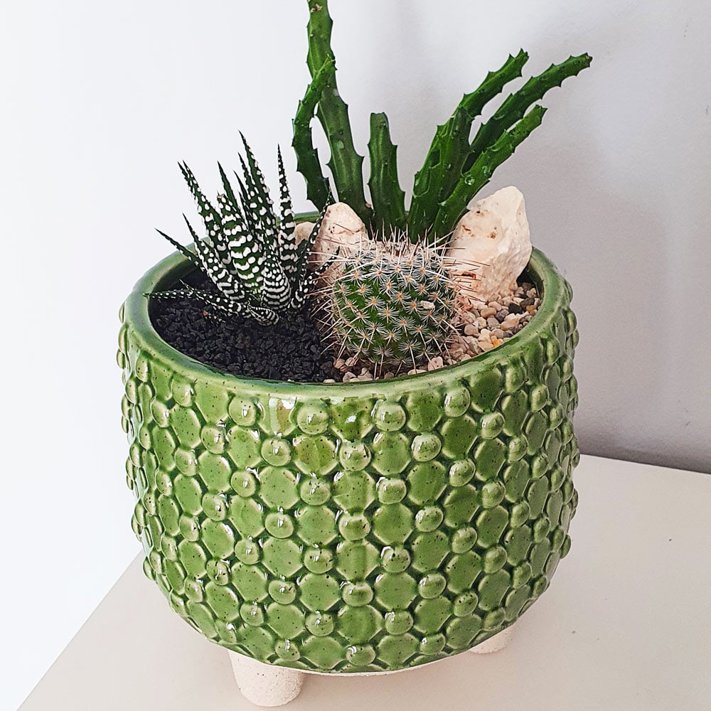 De ce nu e bine să ții cactus în casă