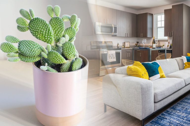 De ce nu e bine să ții cactus în casă. Îți poate face mult rău, unde trebuie să stea, de fapt