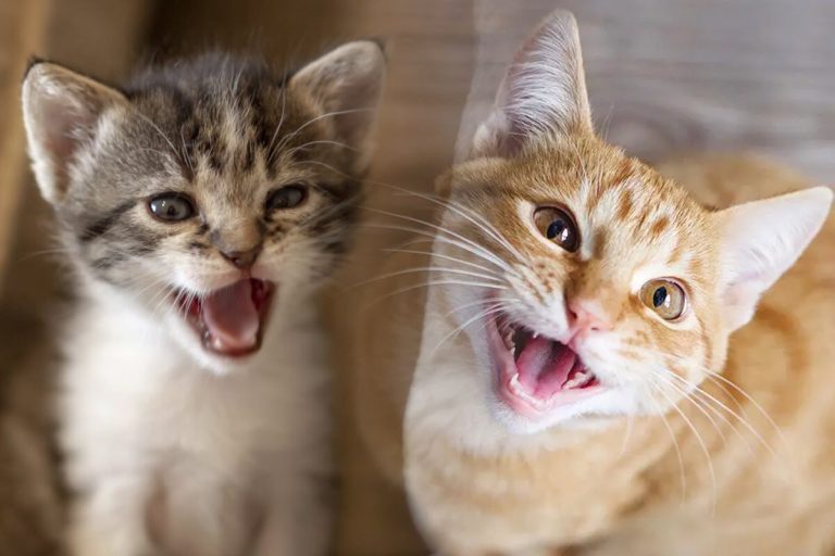 De ce nu miaună pisica. Este esențial să știi asta, motivul nebănuit pentru care felina ta este tăcută