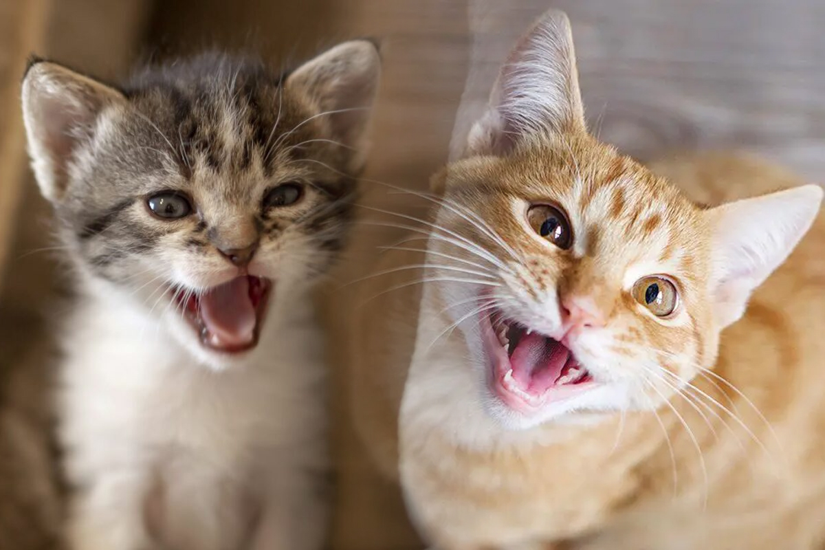 De ce nu miauna pisica. Este esential sa stii asta, motivul nebanuit pentru care felina ta este tacuta