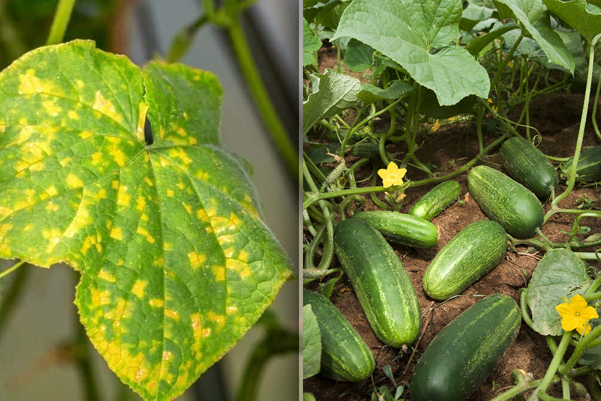 De ce se îngălbenesc frunzele la castraveți. Amestecul puternic care salvează recolta, iată ce trebuie să faci imediat