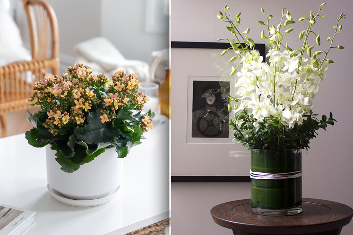 Florile tale preferate vor inflori tot anul daca faci asta. Ce sa adaugi in ghiveci, de fapt