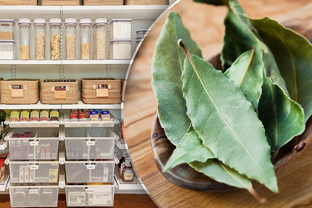 Gospodinele pricepute pun mereu frunze de dafin în cămară