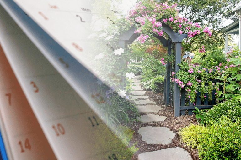 Greșelile pe care le faci în luna august, în grădină. Puțini știu că dăunează recoltei