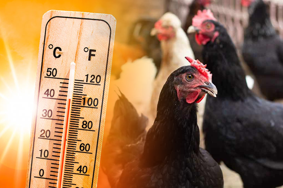 Ingredientul extraordinar pe care sa-l adaugi vara in apa pasarilor. Trucul gospodinelor de la tara rezolva o mare problema