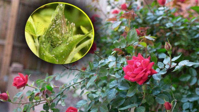 Ingredientul minune care ține departe afidele de grădina ta. Ce și când să presari printre plante, așa vor înflori abundent