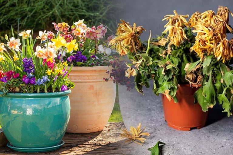 Ingredientul pe care să-l presari în ghiveci, dacă s-au ofilit florile. Trucul banal face minuni