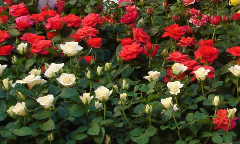 De ce să uzi trandafirii cu bicarbonat de sodiu. Doar experții știu acest truc formidabil