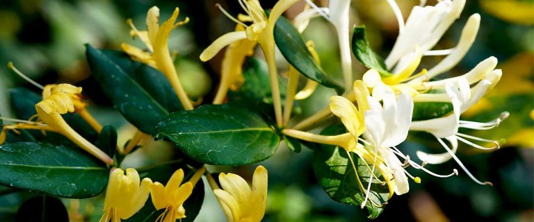 Cum să înmulțești Mâna Maicii Domnului sau caprifoiul. Secretul pentru o înflorire spectaculoasă