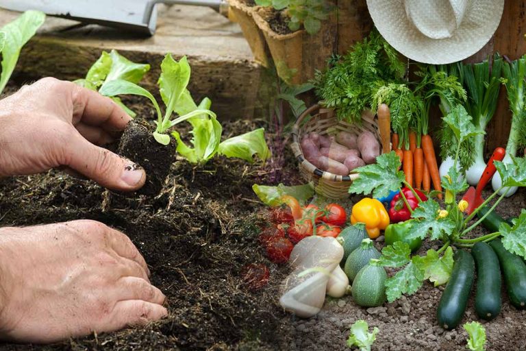 Legume care se pot planta în luna iulie. De ce trebuie să ții cont pentru a avea o recoltă bogată