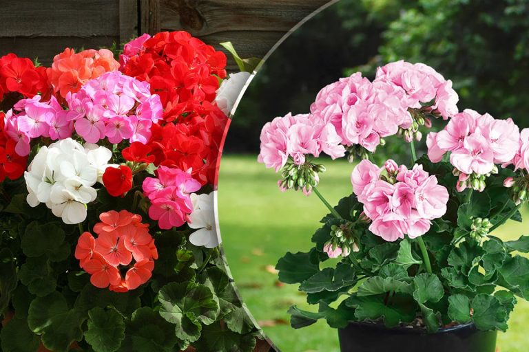 Locul în care nu trebuie să ții niciodată mușcatele. E interzis să faci asta cu florile tale