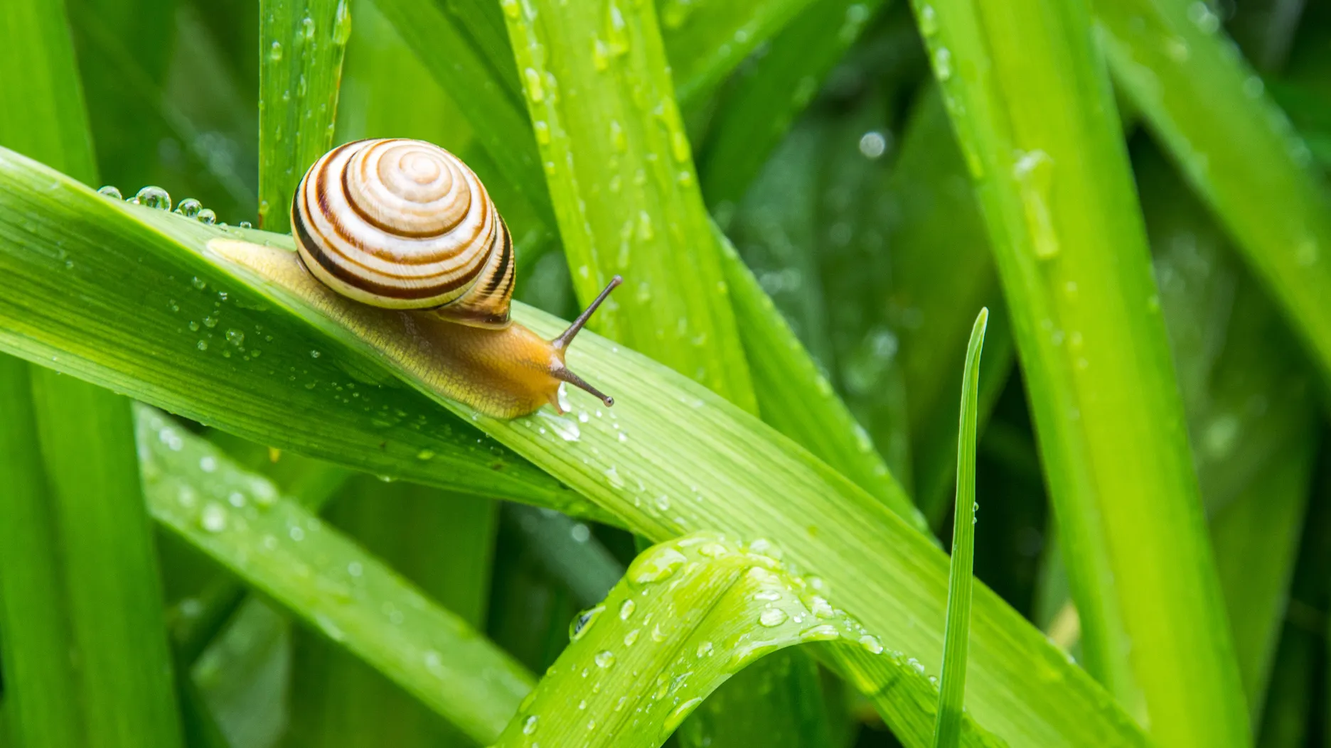 Melcii pot face ravagii in gradina ta. Iata cum scapi de ei