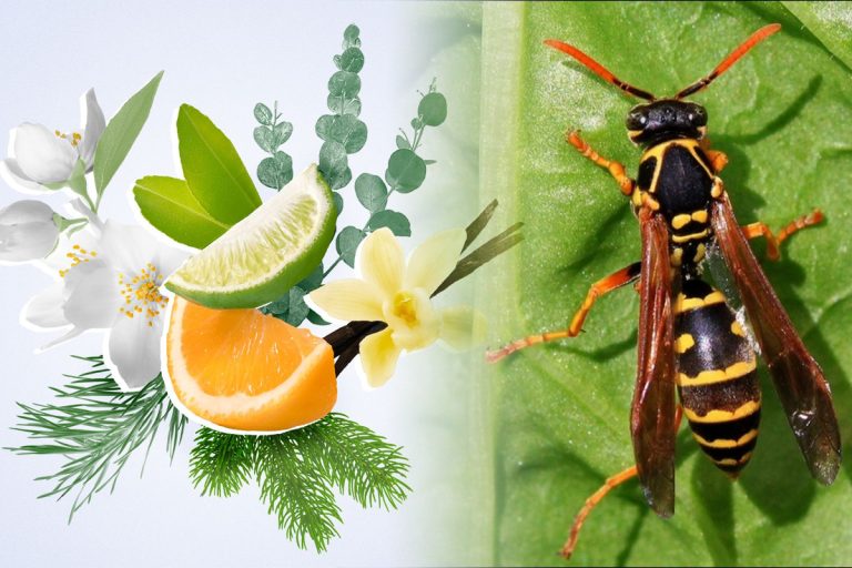 Mirosuri care alungă viespile. Ce să presari neapărat prin curte ca să ții departe aceste insecte