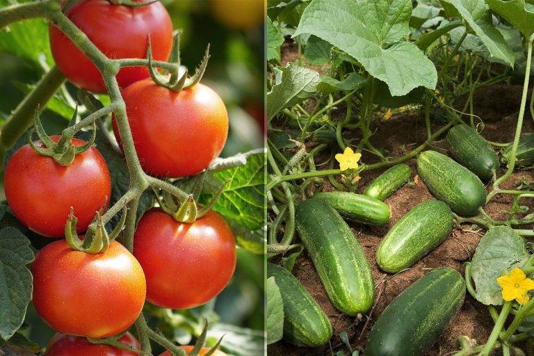 Nu mai pune roșiile lângă castraveți în frigider. Unde se ţin legumele de fapt, rămân proaspete mai mult timp